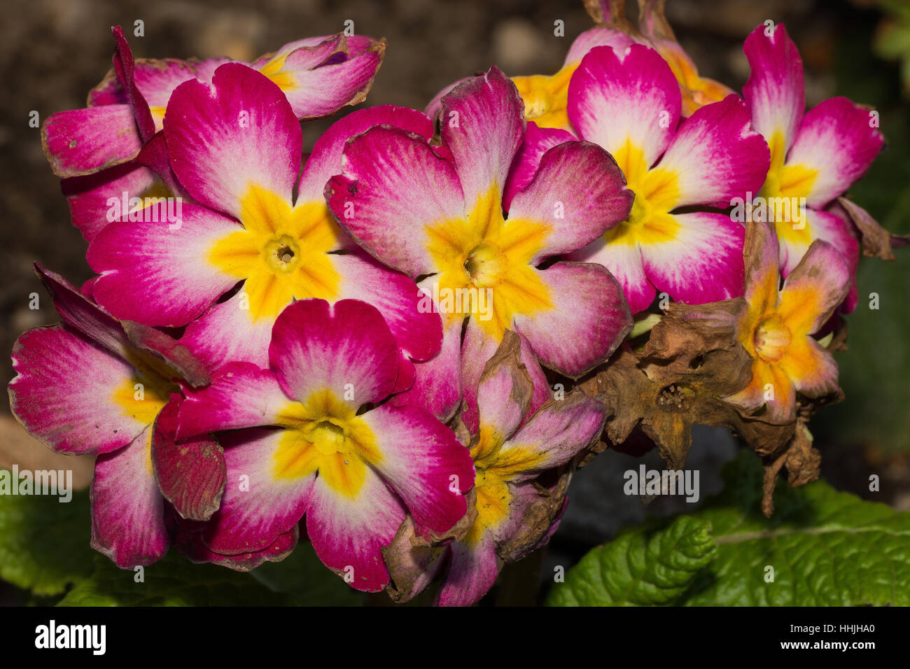 Pink flowers with striped velvet textured petals and yellow centre Stock Photo