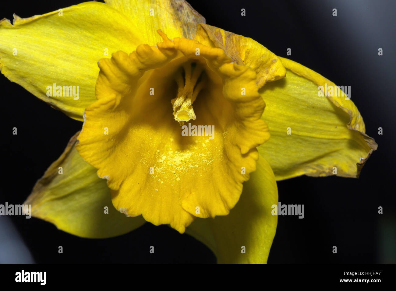 Single weathered yellow daffodil, close-up Stock Photo