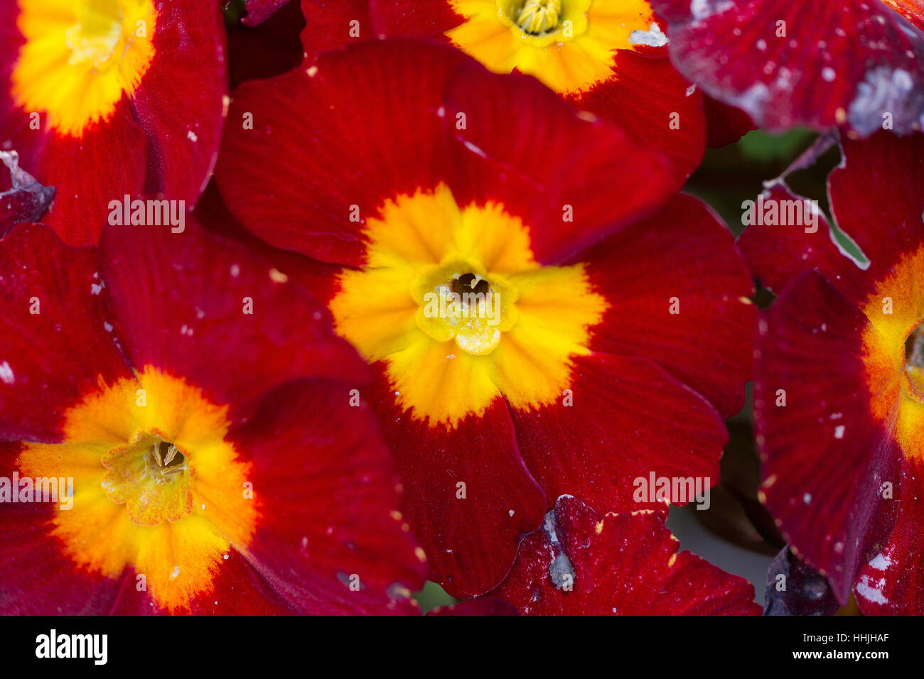 21+ Yellow Flower With Red Center