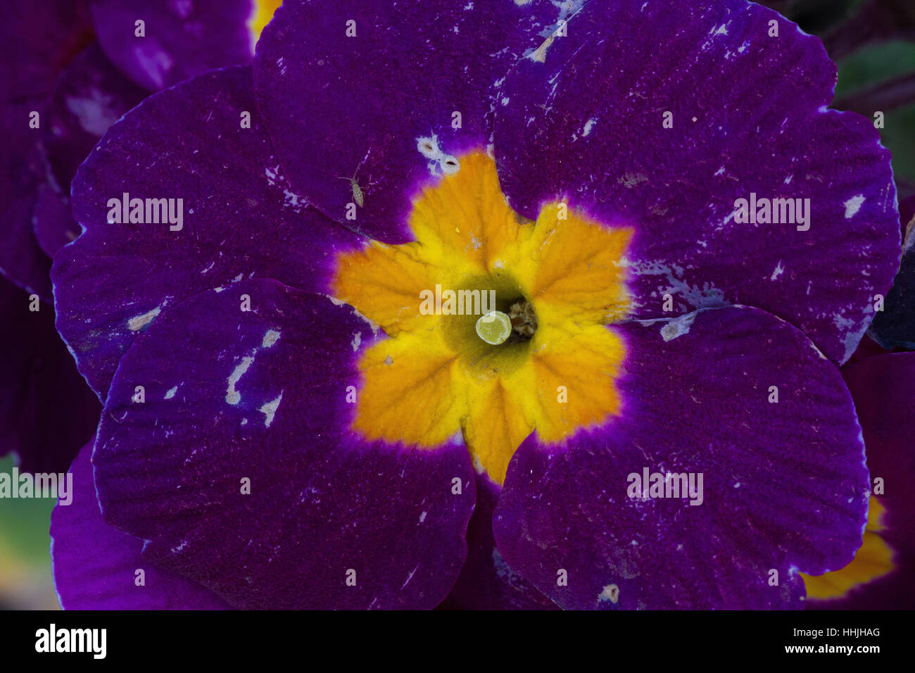 Purple flower with striped velvet textured petals and yellow centre, close-up Stock Photo