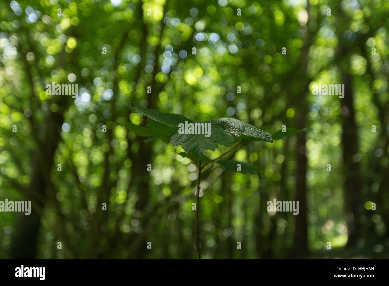 Wide angle shot of leaves on stem set against bokeh sunlit woodland backdrop Stock Photo