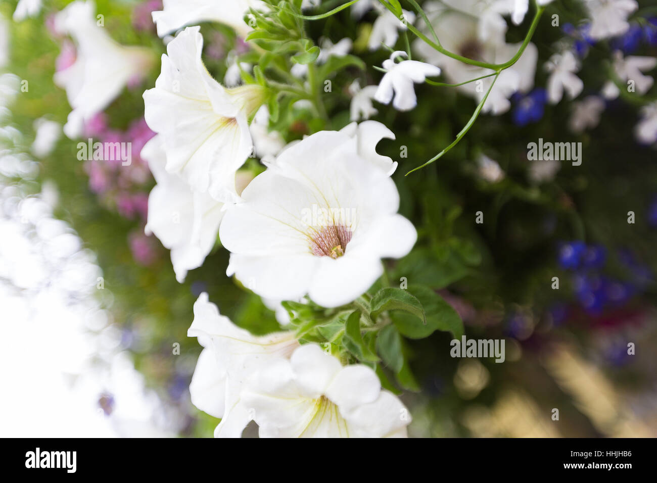 White and purple trumpet flowers in hanging basket with forget-me-nots Stock Photo