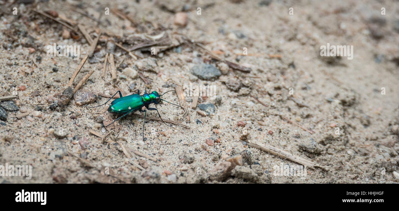 Metallic Green Six spotted Tiger beetle - (Cicindela sexguttata).  Makes his way along a sandy part of woodland floor. Stock Photo