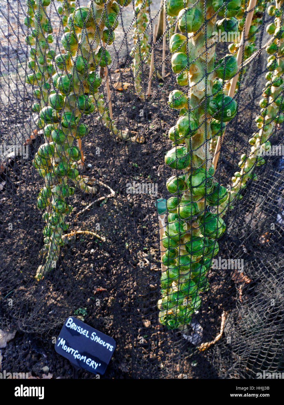 Enviro netting protecting winter brussel sprouts 'Montgomery' growing behind butterfly protective netting Stock Photo