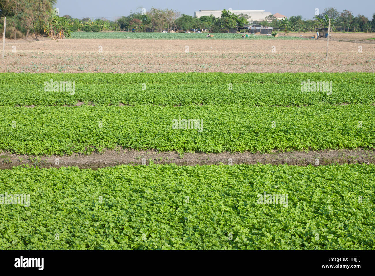 Celery farming in Thailand Stock Photo Alamy
