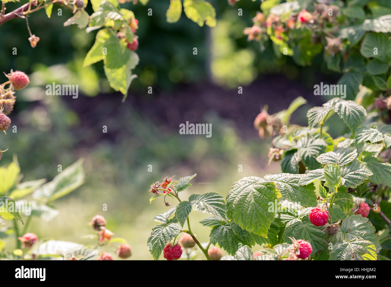 Toned image of raspberry bushes and copy space Stock Photo - Alamy