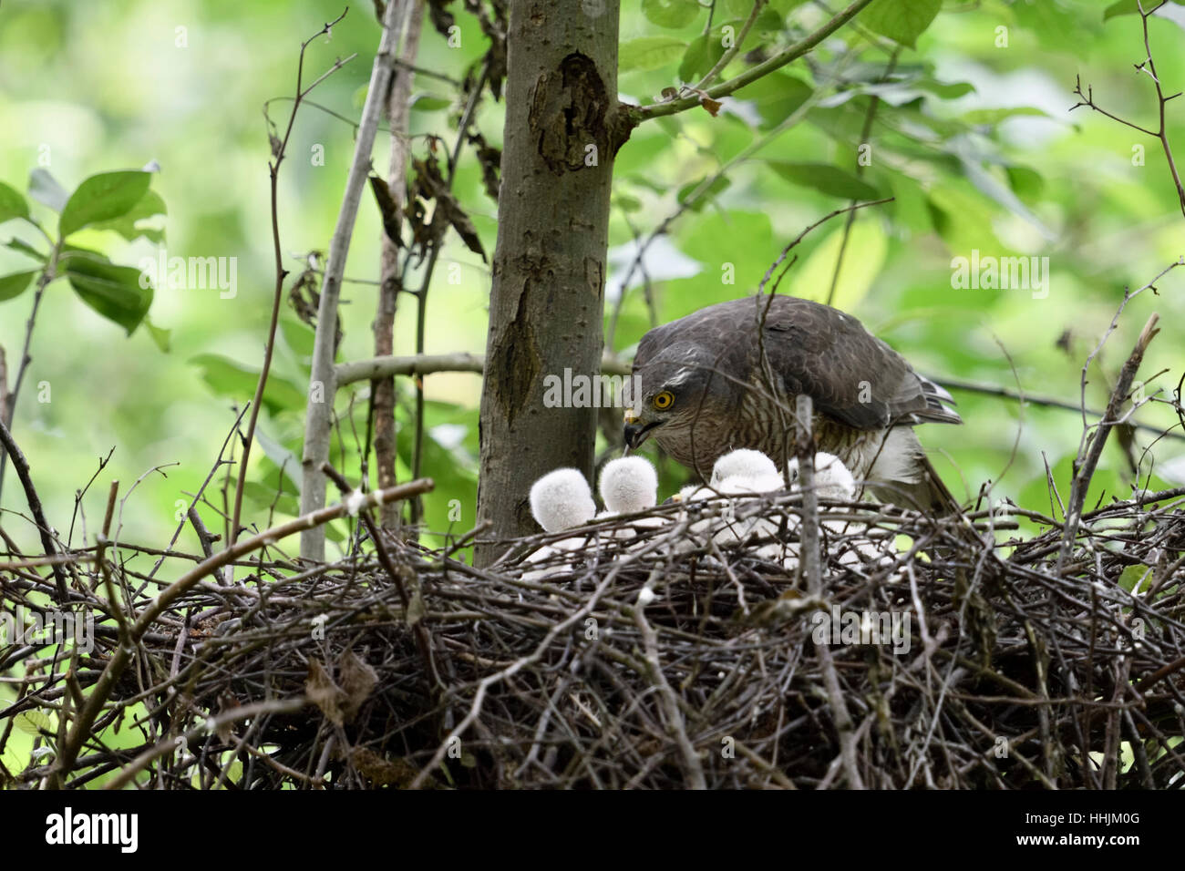 Sparrowhawk / Sperber ( Accipiter nisus ), caring female, feeding its offspring, young chicks begging for food. Stock Photo