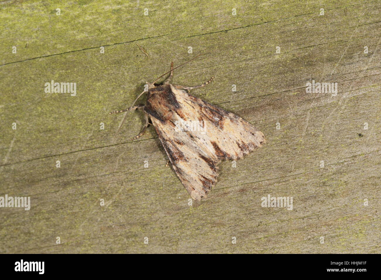 Clouded-bordered Brindle (Apamea crenata) - a brown and beige moth on a wooden surface Stock Photo
