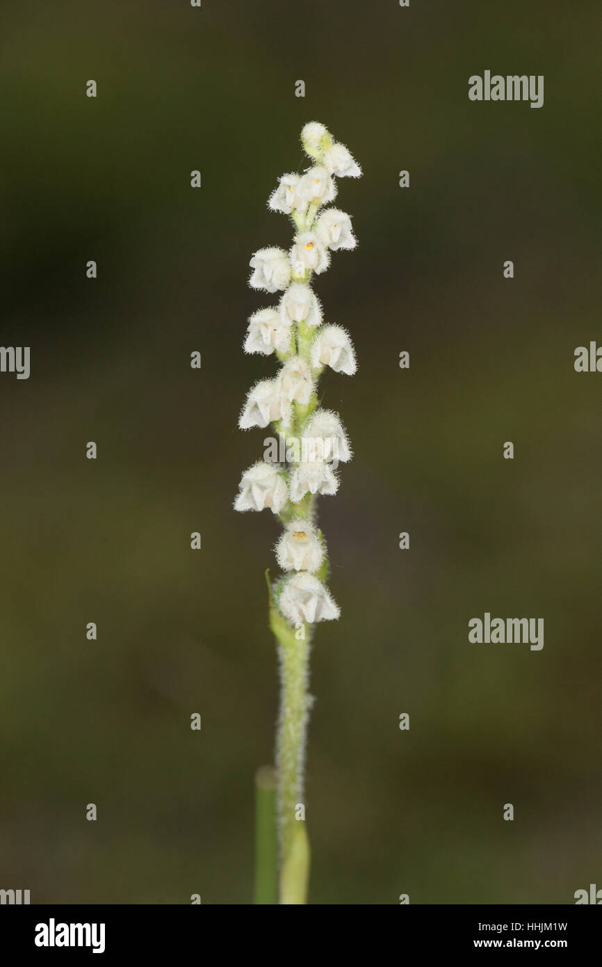 Creeping Lady's-Tresses (Goodyera repens), a small, delicate white orchid growing in a coastal Caledonian pine forest in Norfolk Stock Photo