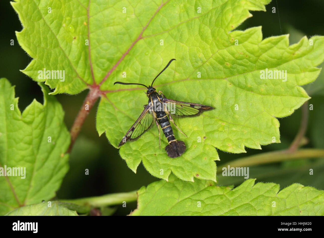Currant Clearwing (Synanthedon tipuliformis), a tiny moth that mimics a wasp, on a currant bush in a suburban allotment Stock Photo