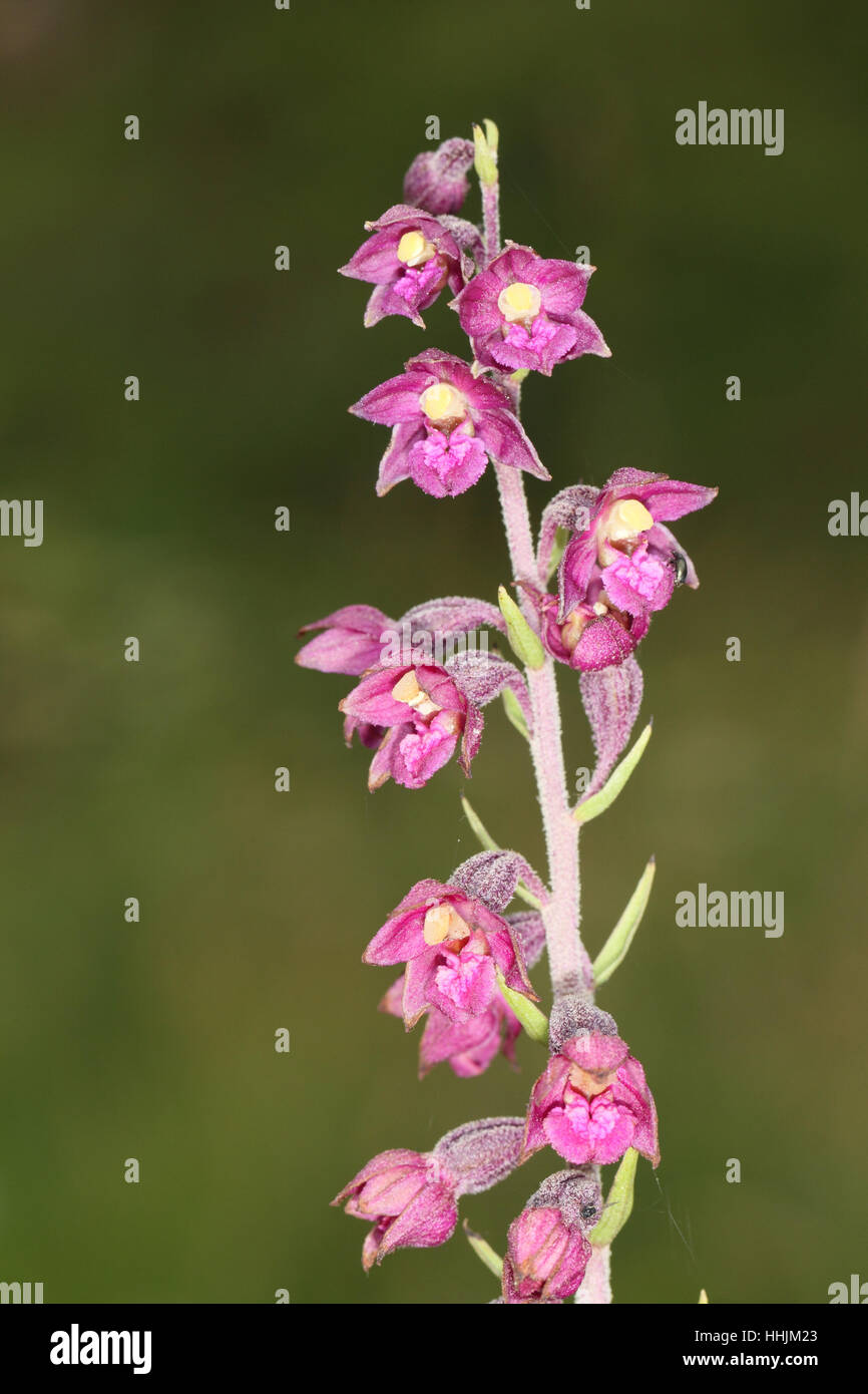 Dark-red Helleborine (Epipactis atrorubens), a magenta orchid growing in a Durham chalk quarry Stock Photo