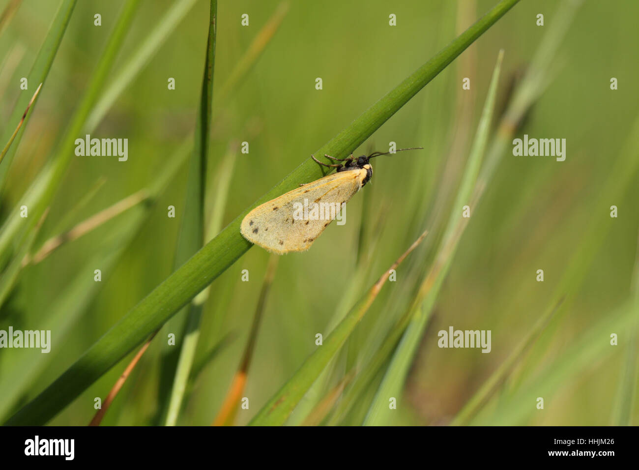Dew Moth (Setina irrorella) - a male resting on grass. A rare, day-flying insect that occurs mainly in coastal grasslands Stock Photo
