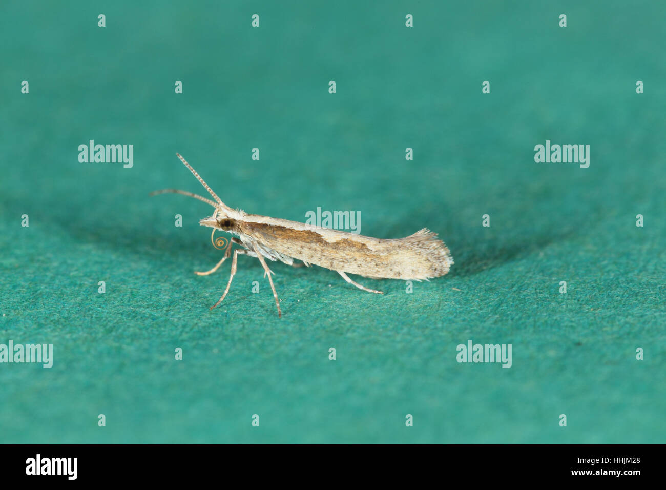 Diamondback Moth (Plutella xylostella), a migrant micro-moth, sat on a green backgroun Stock Photo