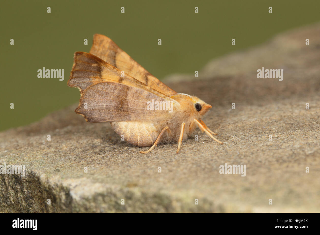Dusky Thorn (Ennomos fuscantaria) - a brown and ginger moth with angled wings perched on a rock Stock Photo