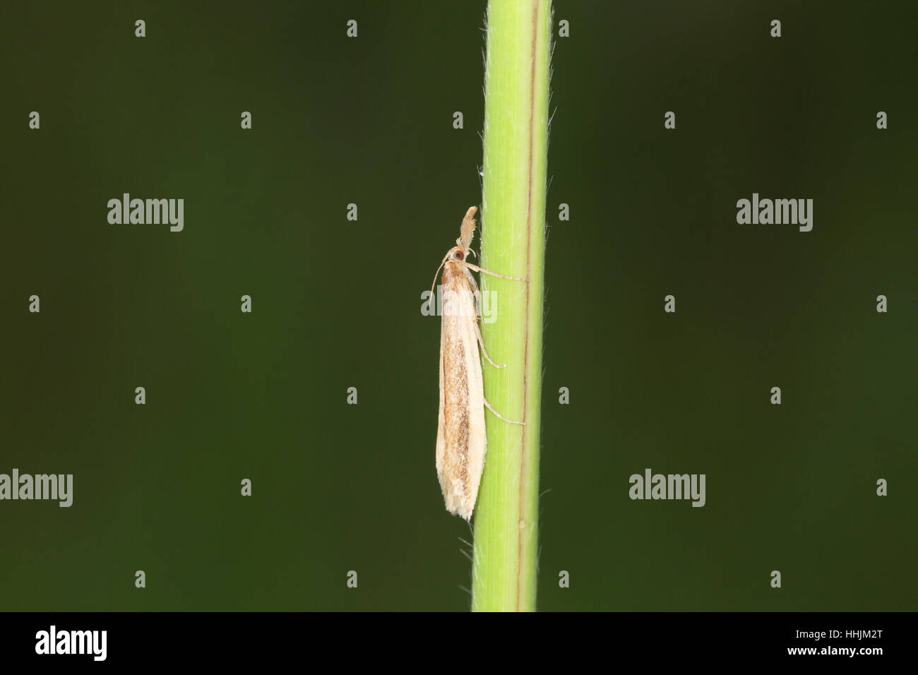 Pale Water-veneer (Donacaula forficella) - a localised reedbed micro-moth perched on a reed stem Stock Photo