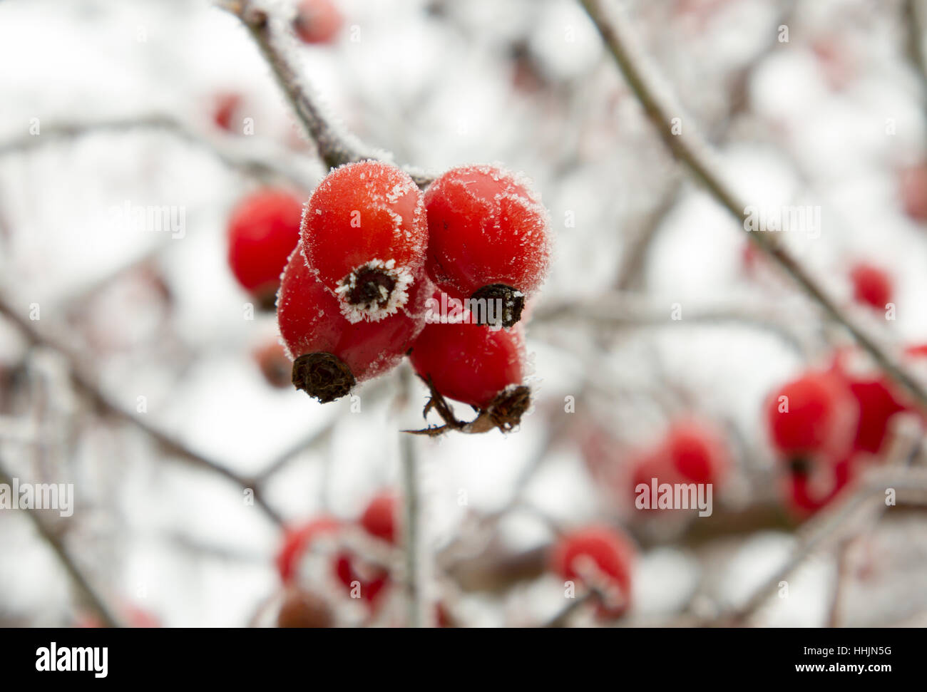 Red rosehip berries in winter frost closeup Stock Photo - Alamy