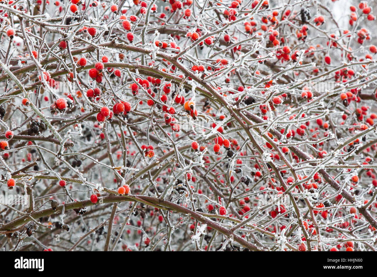 Branches of wild rose hips with red berries in ice Stock Photo - Alamy