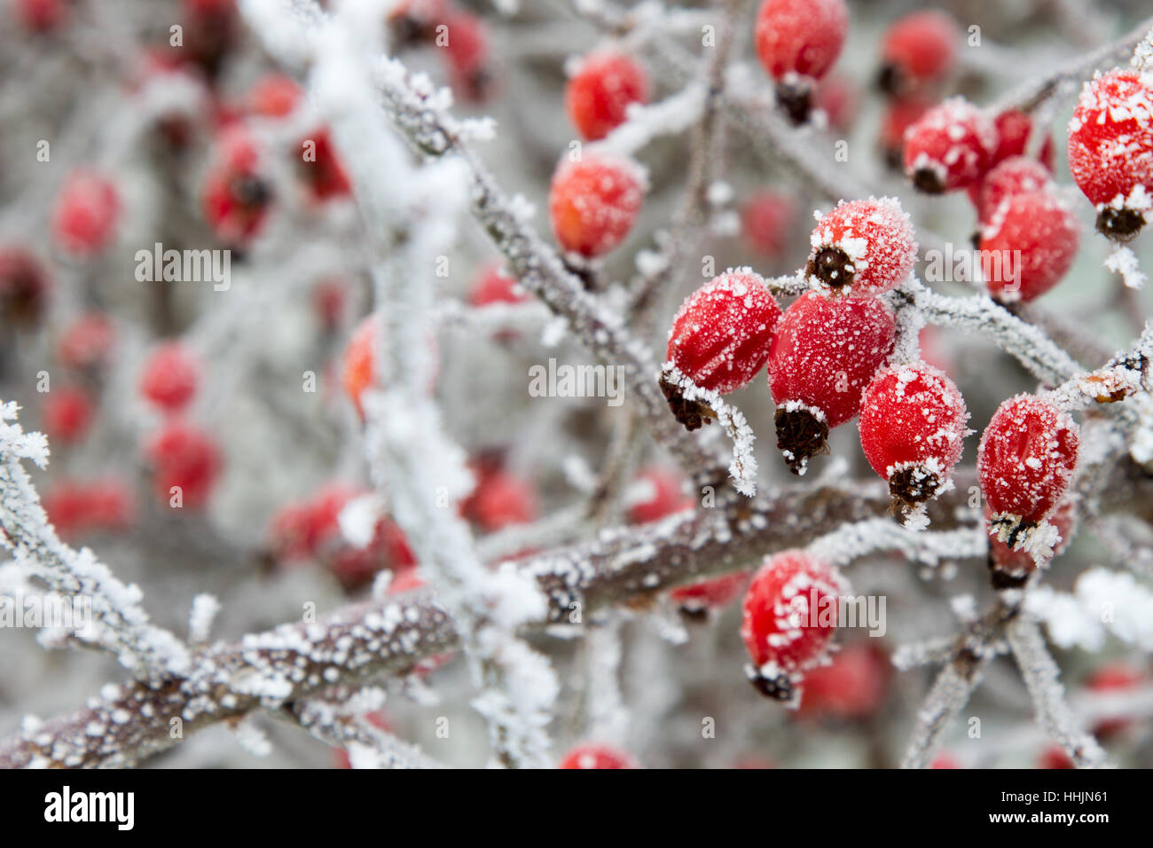 Branches of wild rose hips with red berries in ice Stock Photo - Alamy