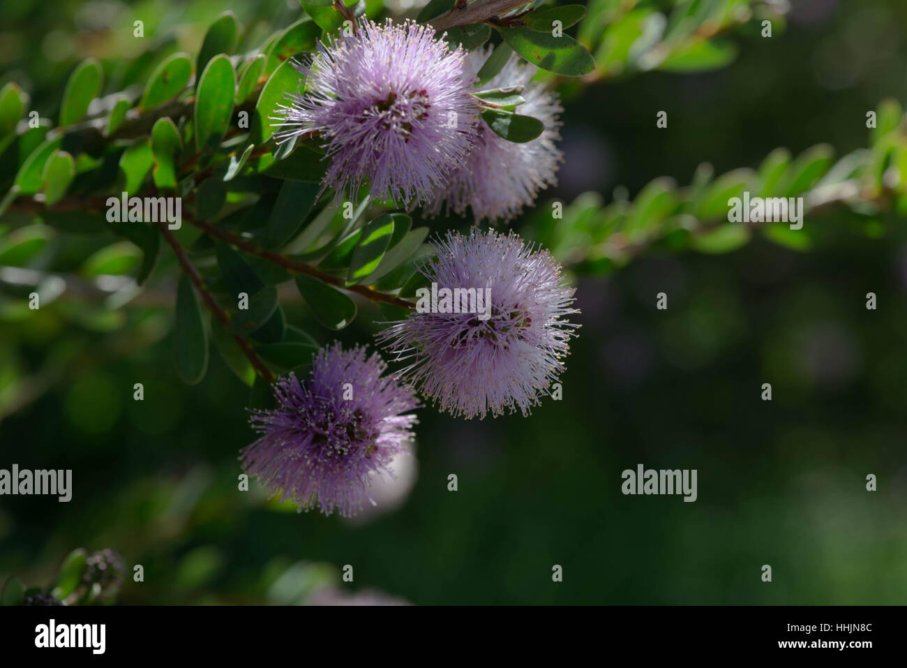 Blossom of the Melaucula Nesophilia, commonly known as Showy Honey Myrtle. Stock Photo