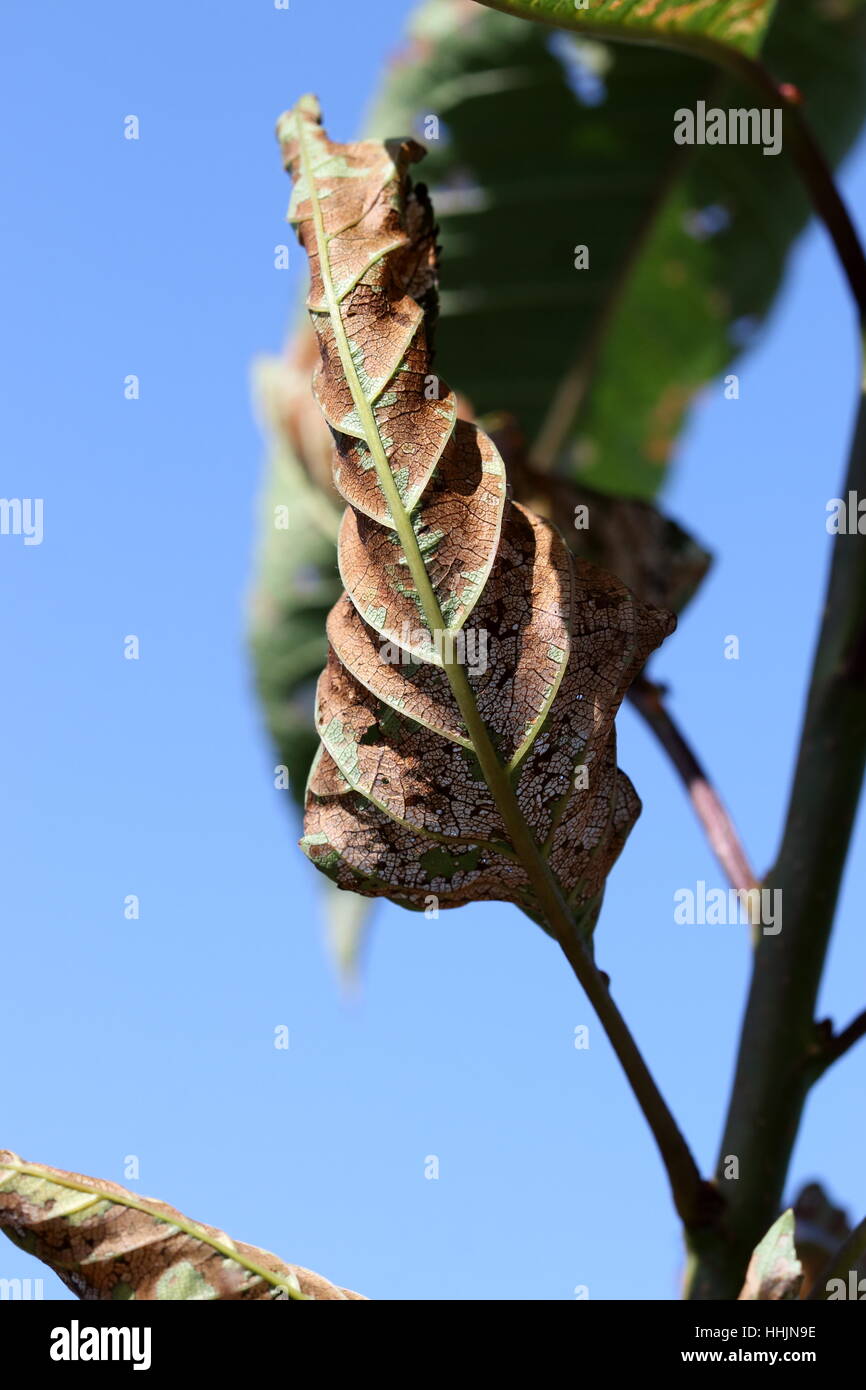 Close up damaged cherry leaf eaten by cherry slugs Stock Photo Alamy