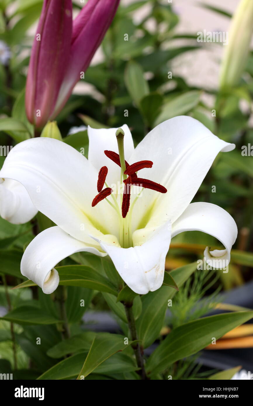 Close up of Blooming White Lilium or Lilies with pollen Stock Photo