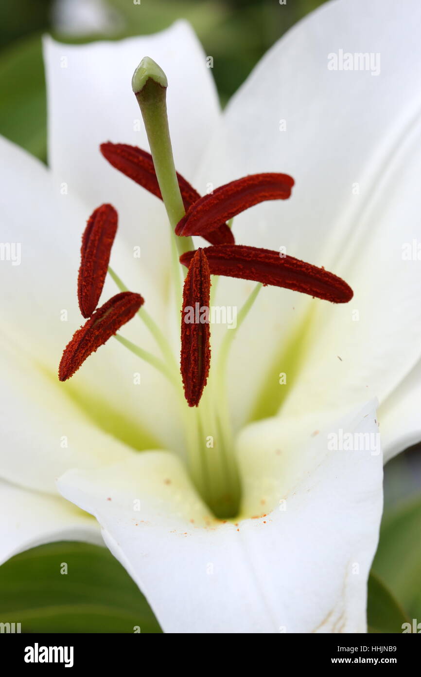 Close up of Blooming White Lilium or Lilies with pollen Stock Photo