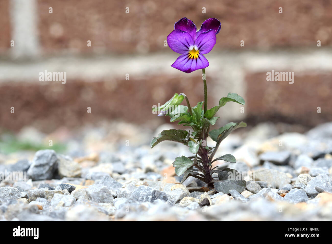 Close up of Viola tricolor or Viola cornuta or known as Viola Johnny Jump Up  flower Stock Photo