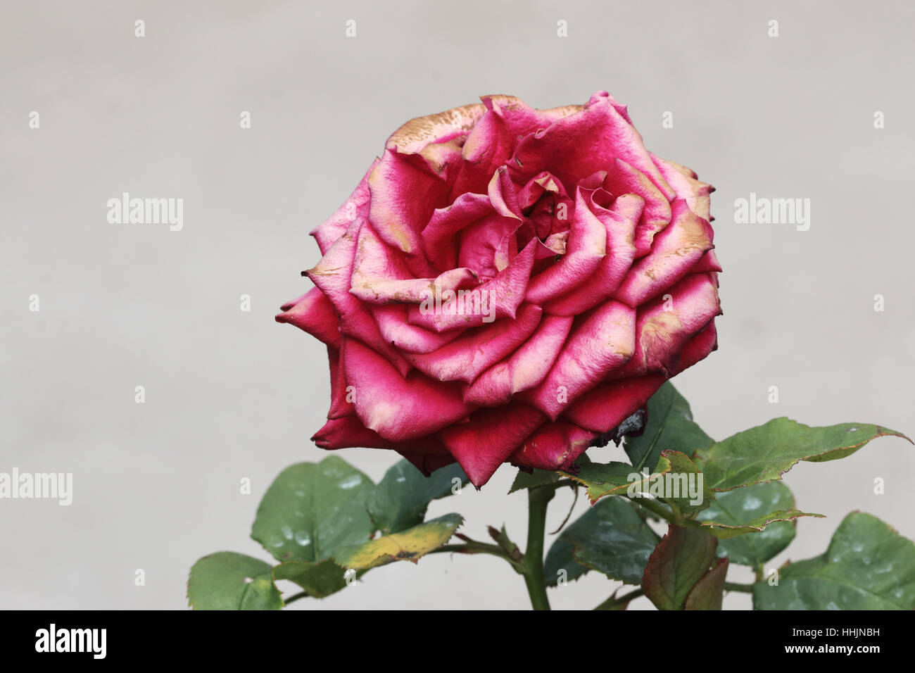 Close up of fresh red rose with faded petals isolated Stock Photo
