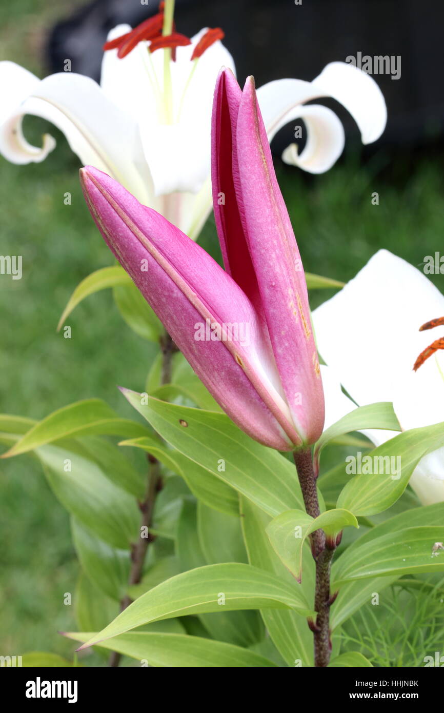 Close up of Lilium or Lilies slowly opening Stock Photo