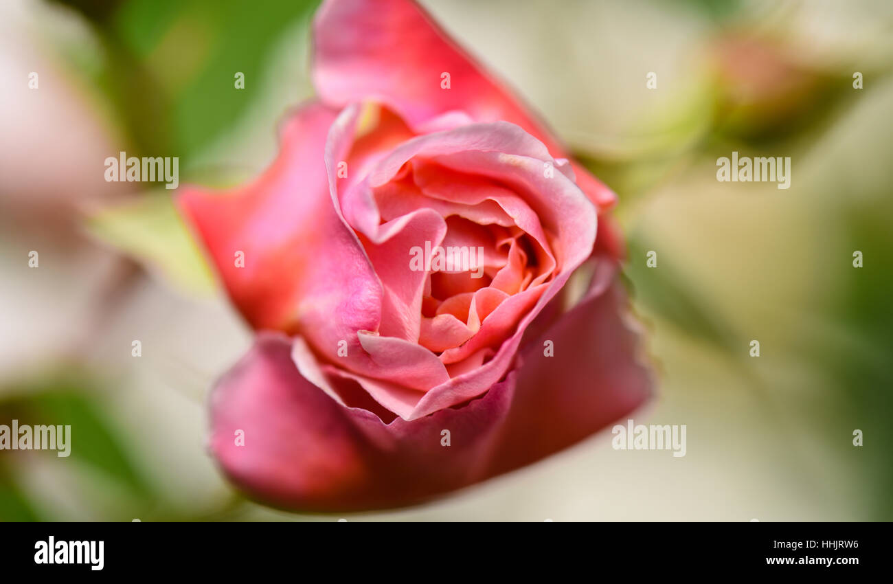 Rose with pink colour hi-res stock photography and images - Alamy