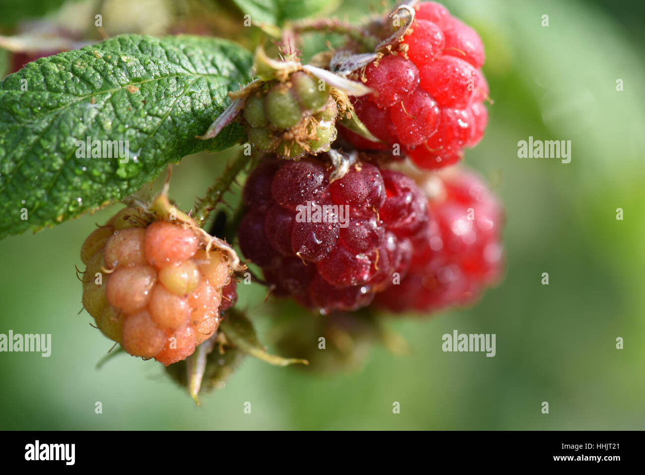 Raspberries fruit stages hi-res stock photography and images - Alamy
