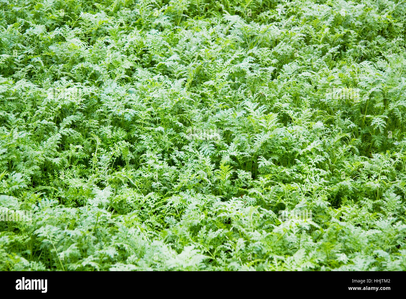 herb garden background Stock Photo - Alamy