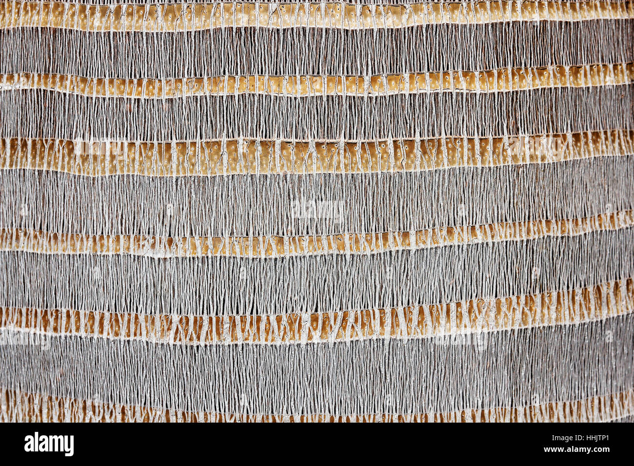 palm bark texture background Stock Photo - Alamy