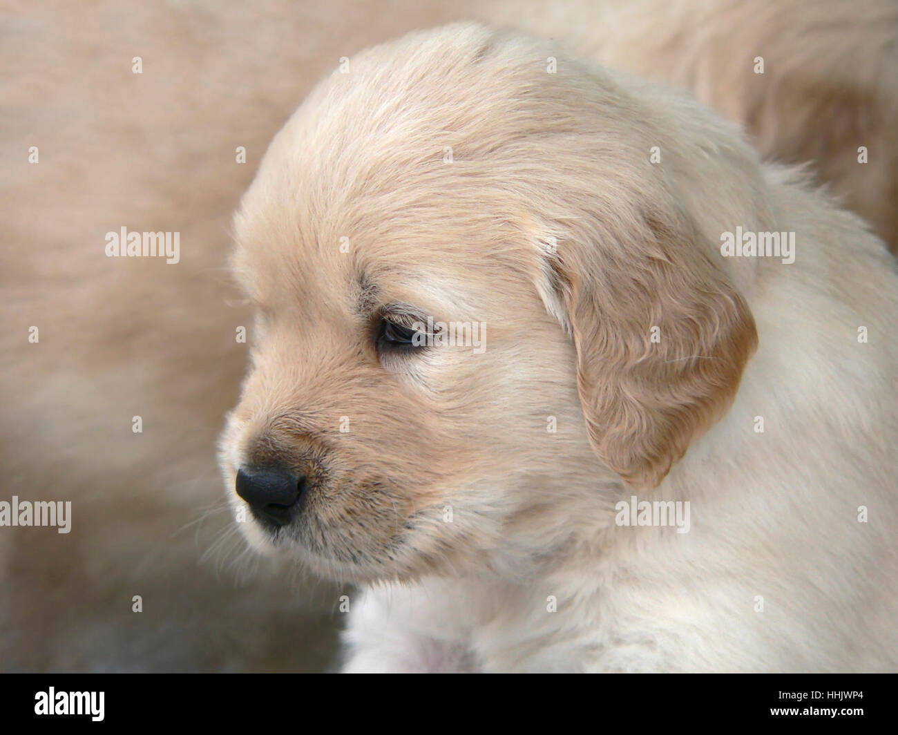 a 4 weeks old Golden Retriever puppy portrait in light brown back of animal fur Stock Photo