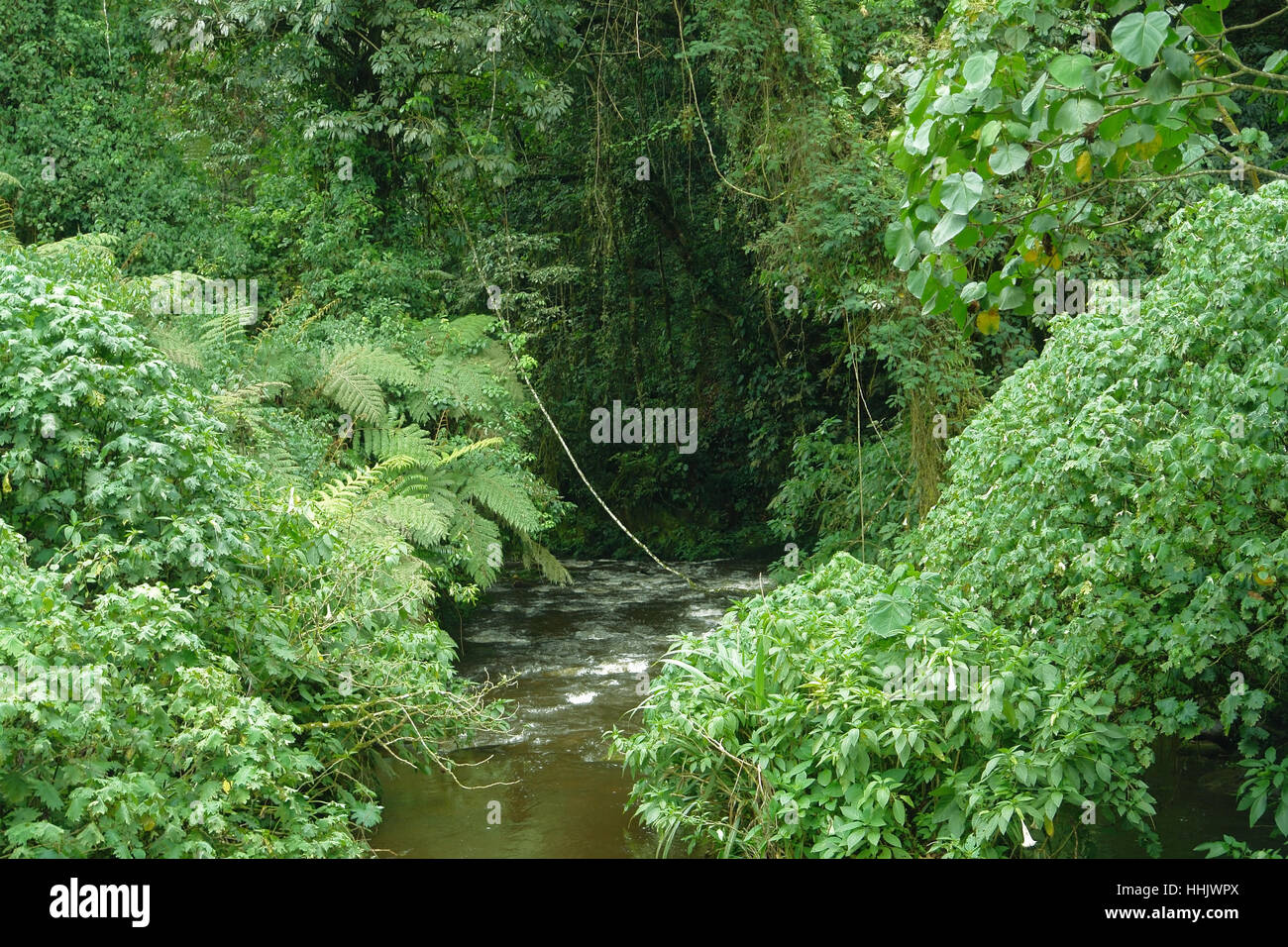 africa, virgin forest, jungle, tropical, uganda, rainforest, rain forest, Stock Photo