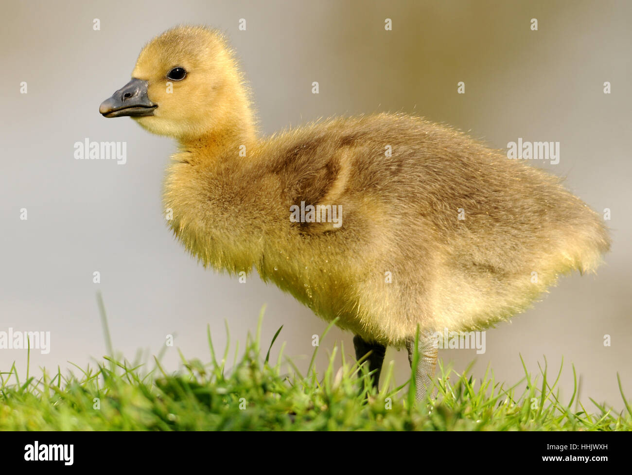 chick, goose, brant, bird, birds, spring, offspring, duck, chick, goose, animal Stock Photo