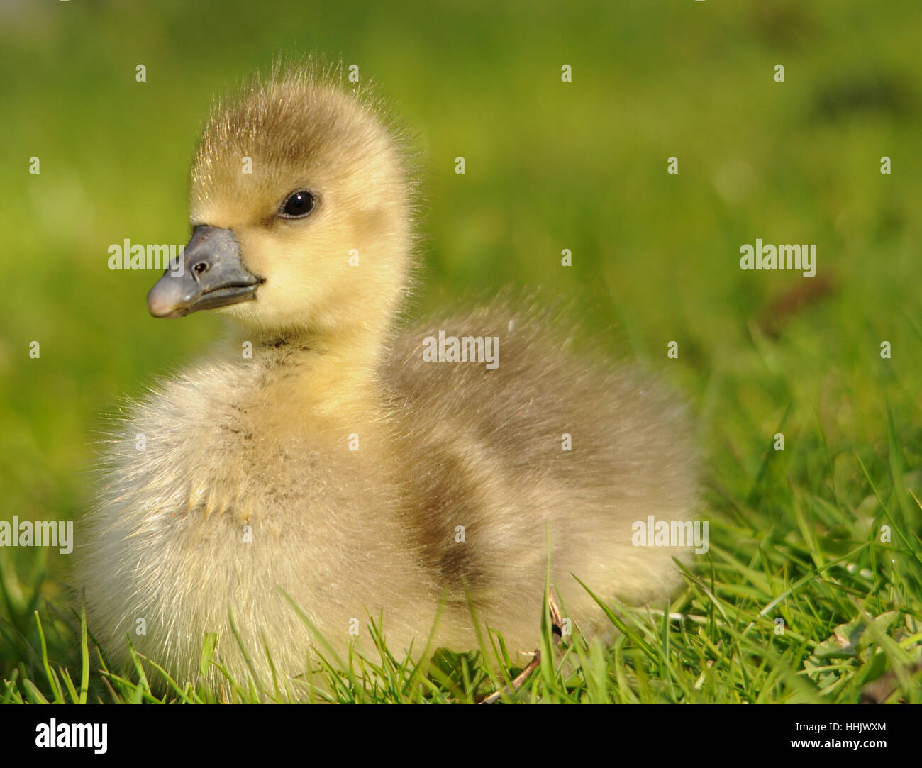 offspring, duck, chick, bird, birds, spring, offspring, duck, chick, goose, Stock Photo