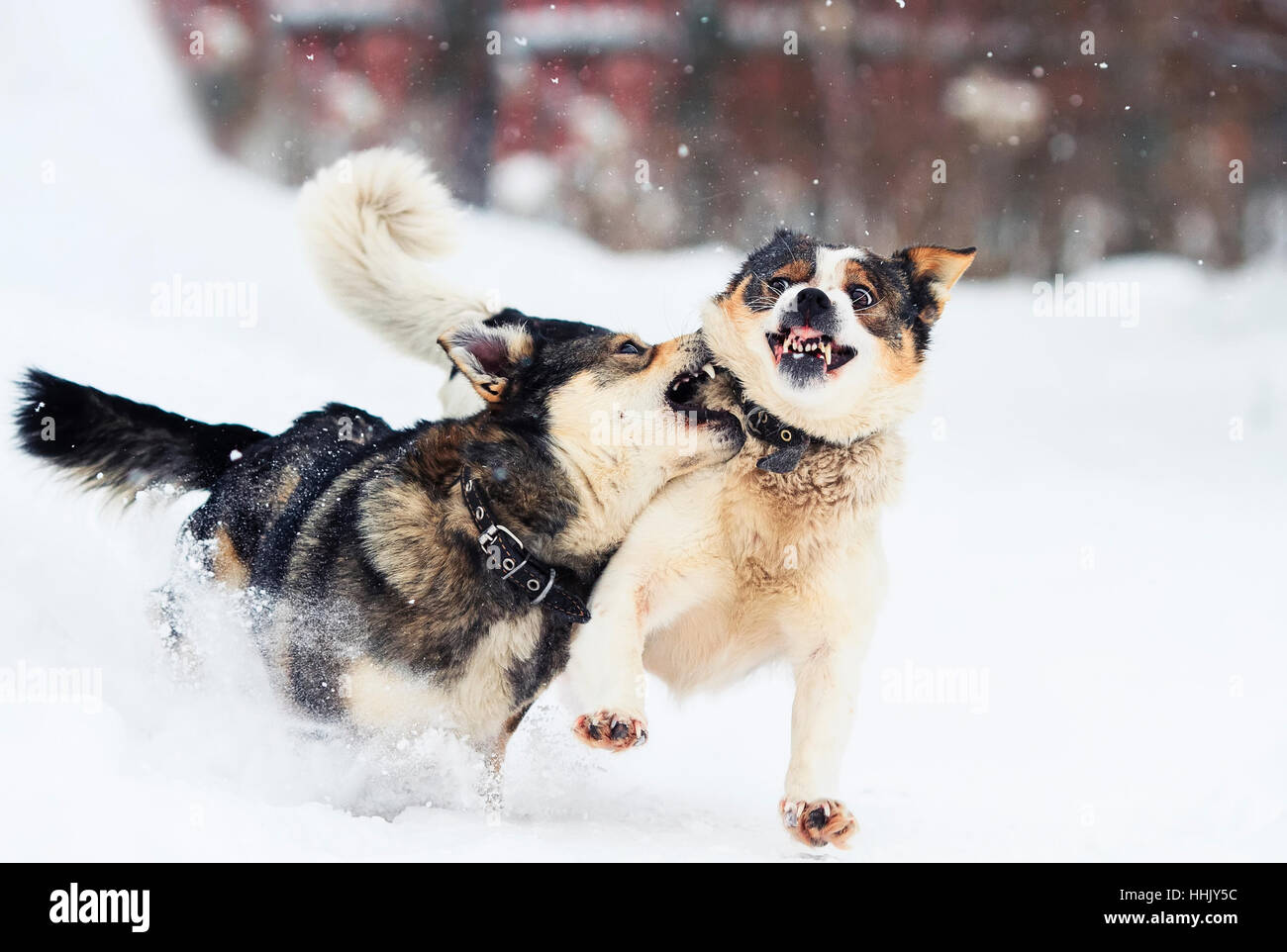 Two funny dogs are running happily over the white snow in the winter ...