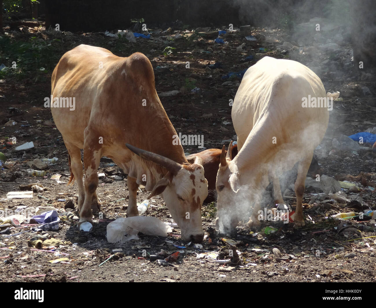 some cows on a garbage dunp in India Stock Photo