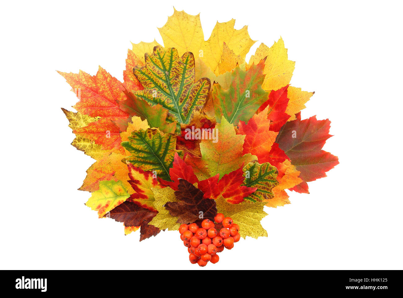 leaf, green, clone, composed, colorful, fall, autumn, plant, leaf, green, Stock Photo