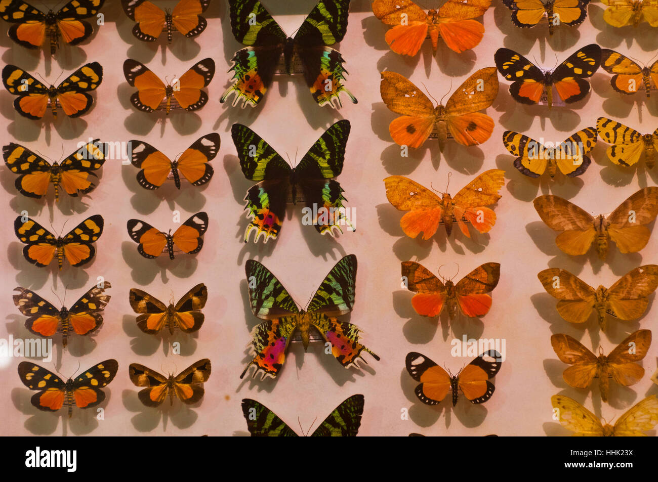 Greece, Magnisia, Volos, Koutroubas, entomological museum Stock Photo