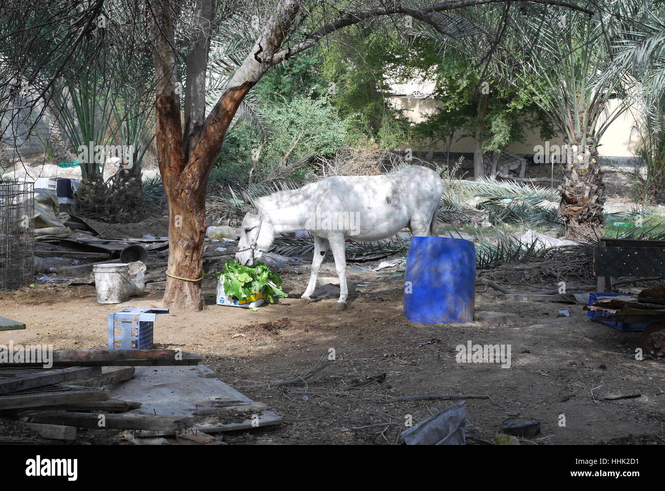 Donkey eating lettuce, Kingdom of Bahrain Stock Photo Alamy