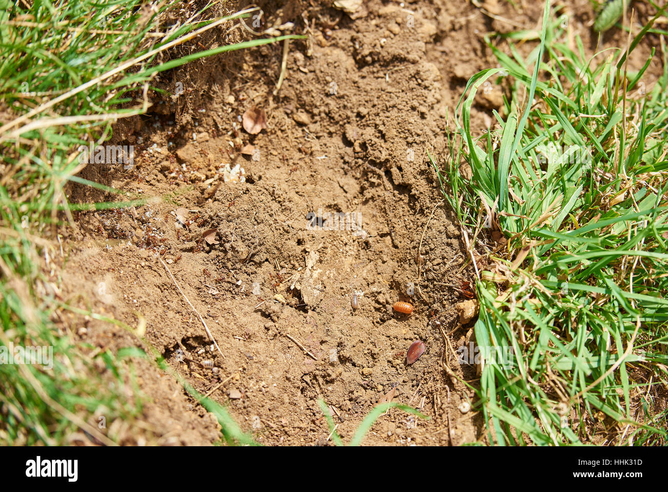 Disturbing an ants nest Stock Photo
