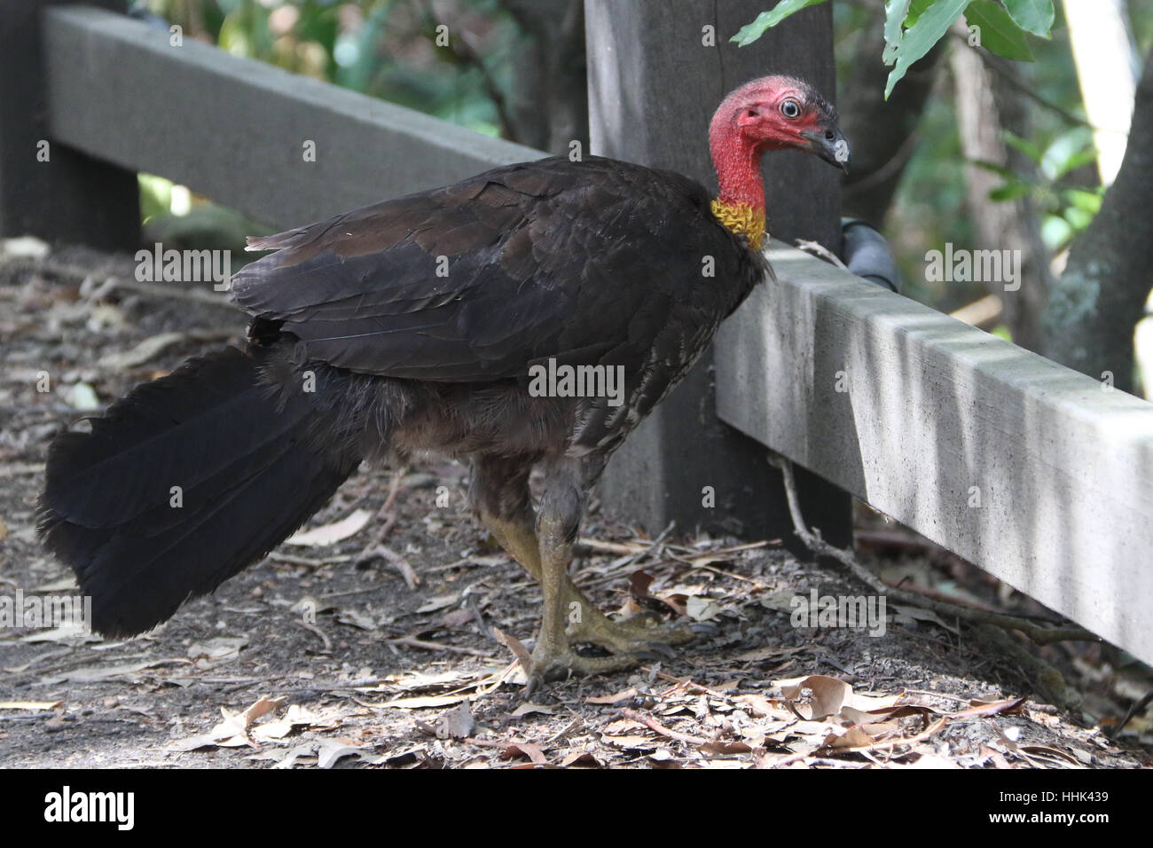 Australian brushturkey hires stock photography and images Alamy