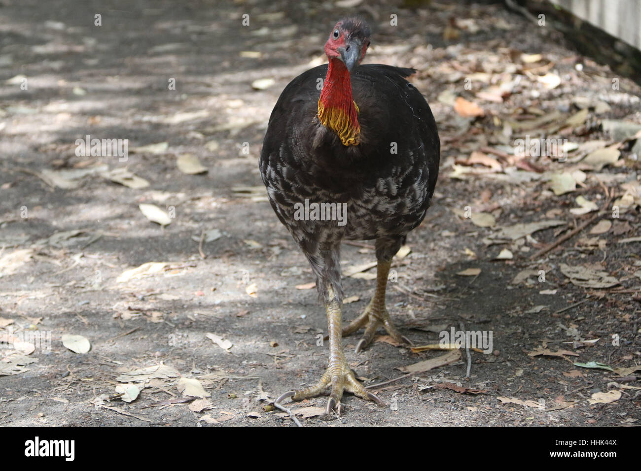 Australian brushturkey or Australian brush-turkey, aka the scrub turkey or bush turkey spotted on the Bradleys Head Walking Track in Mosman on Sydney’ Stock Photo