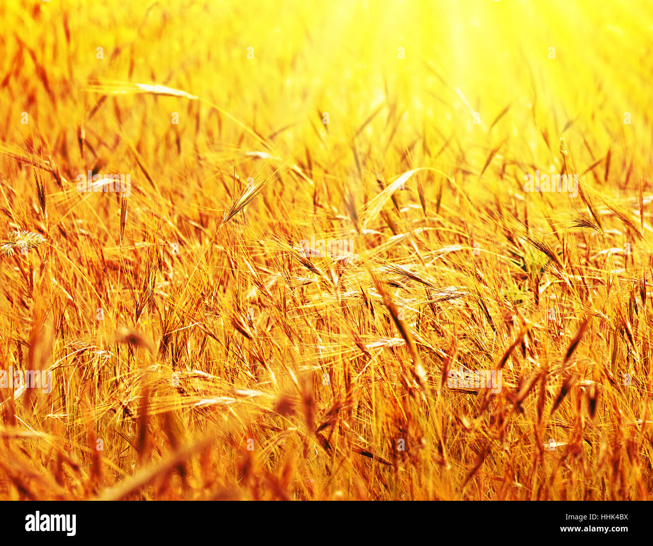agriculture, farming, field, grain, harvest, wheat, backdrop