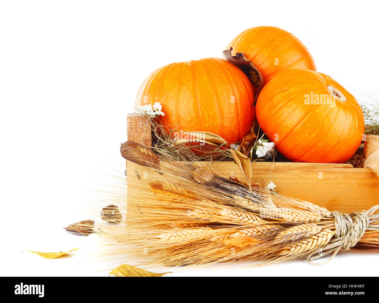 Organic Pumpkins & Wheat Stalks