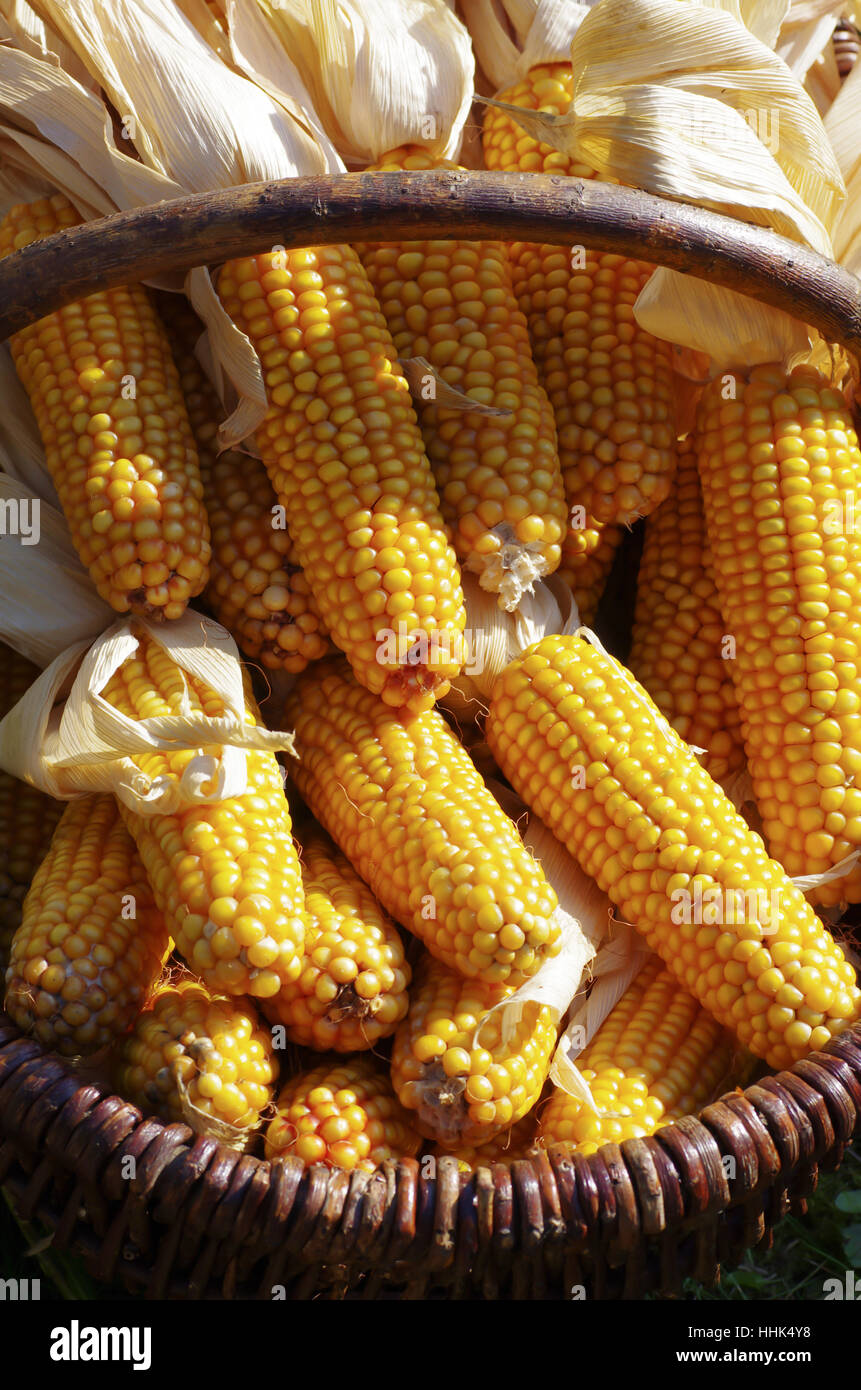 agrarian, corn, corncob, agrarian economy, food, aliment, agrarian, eco, Stock Photo
