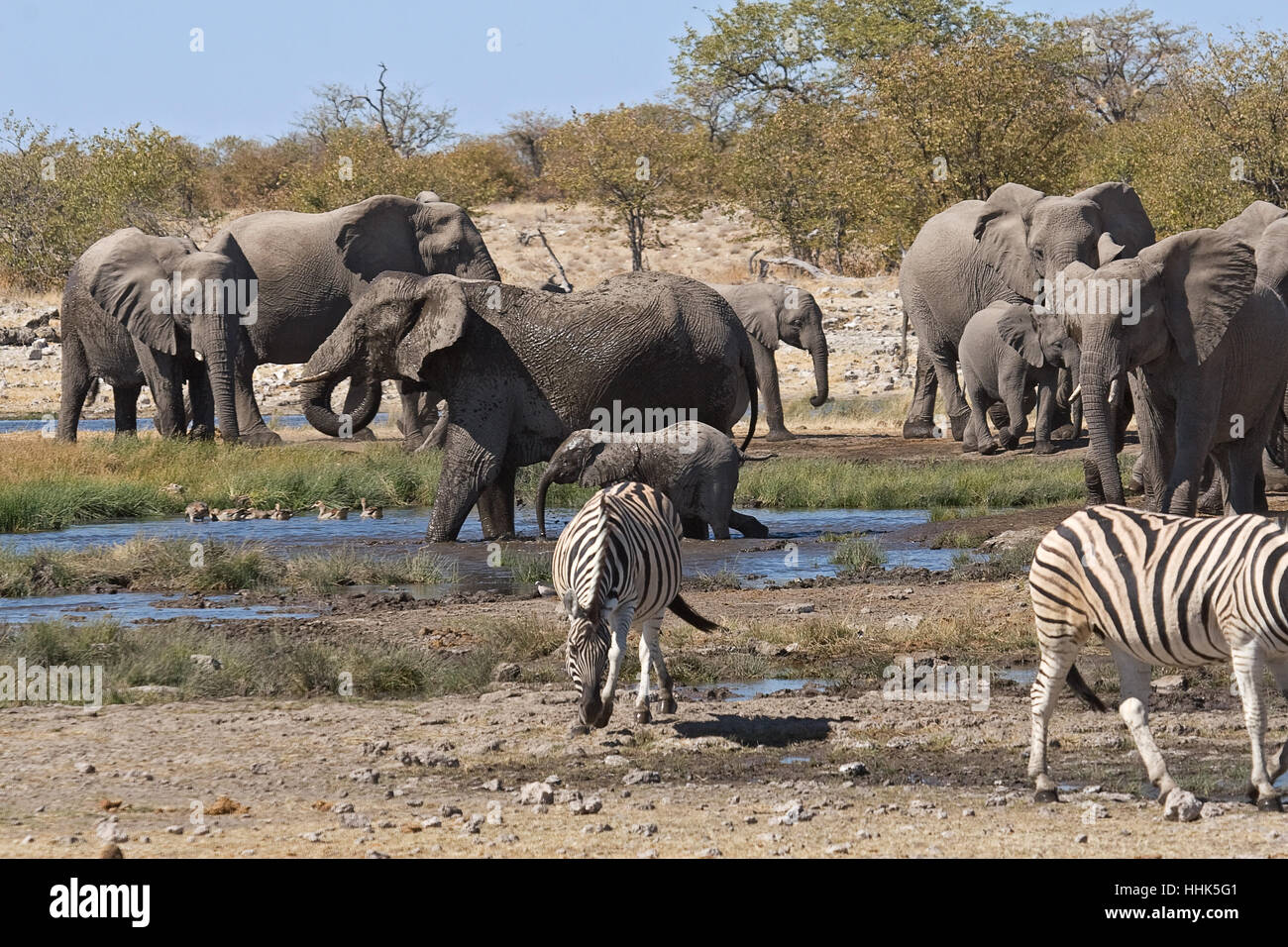 animal, africa, elephant, namibia, herd, travel, holiday, vacation, holidays, Stock Photo