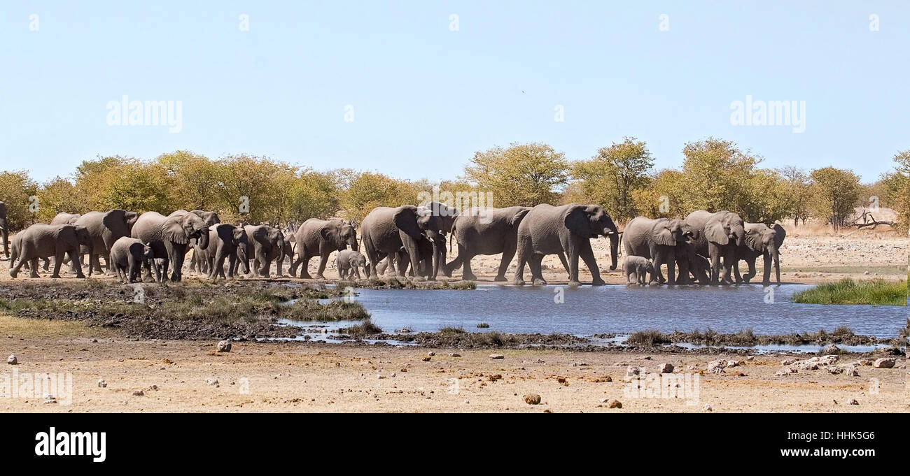 animal, elephant, namibia, herd, waterhole, travel, holiday, vacation, Stock Photo